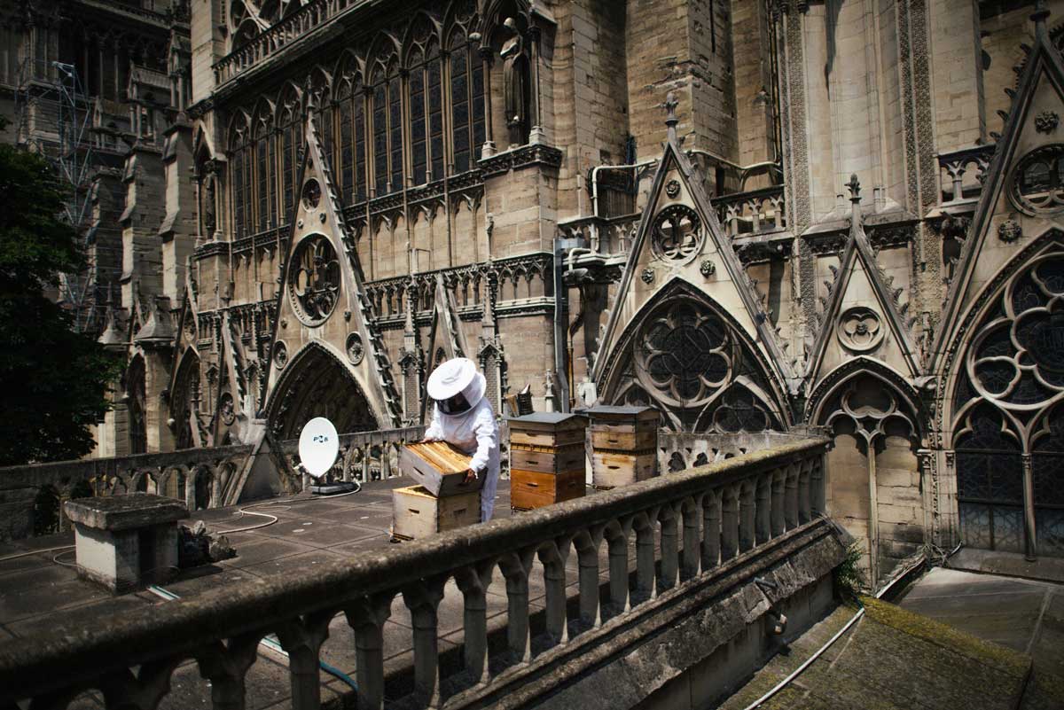 Méhész a Notre-Dame még le nem égett tetején. / Fotó: nytimes.com