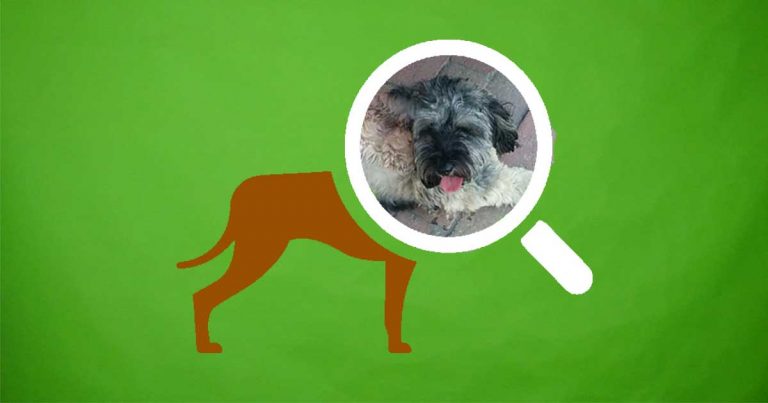 Kóbor kutya esete: Maya megmenekült