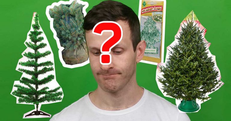 Karácsonyfa dilemma: Milyen fenyőt vegyek?