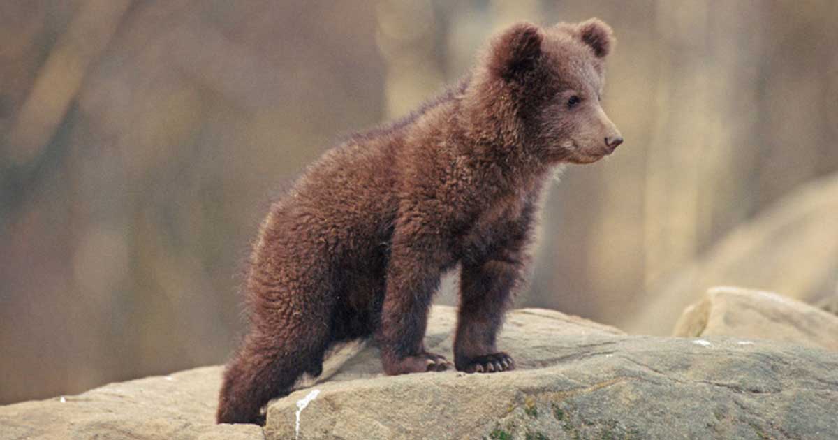 A Kárpátok hegyei a medvék és más vadon élő állatok otthona.