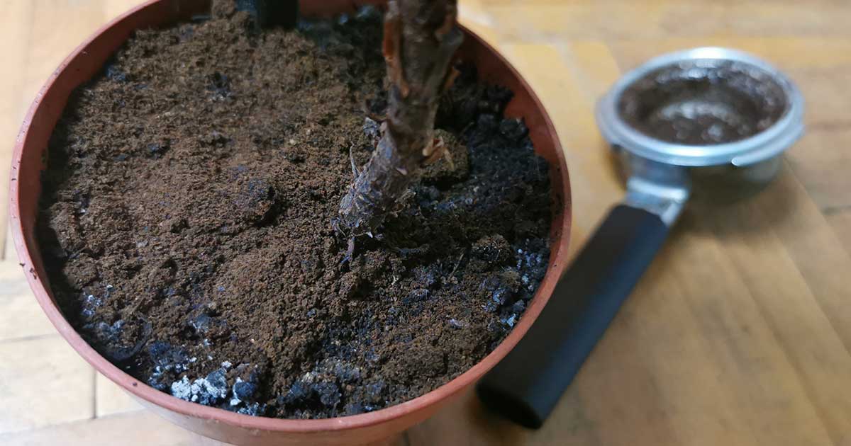 kávézacc növényekre